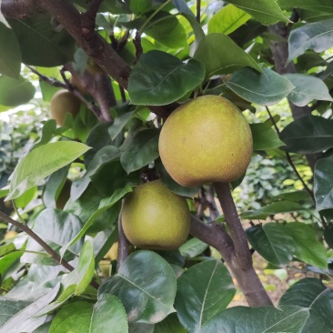 湖北翠冠梨