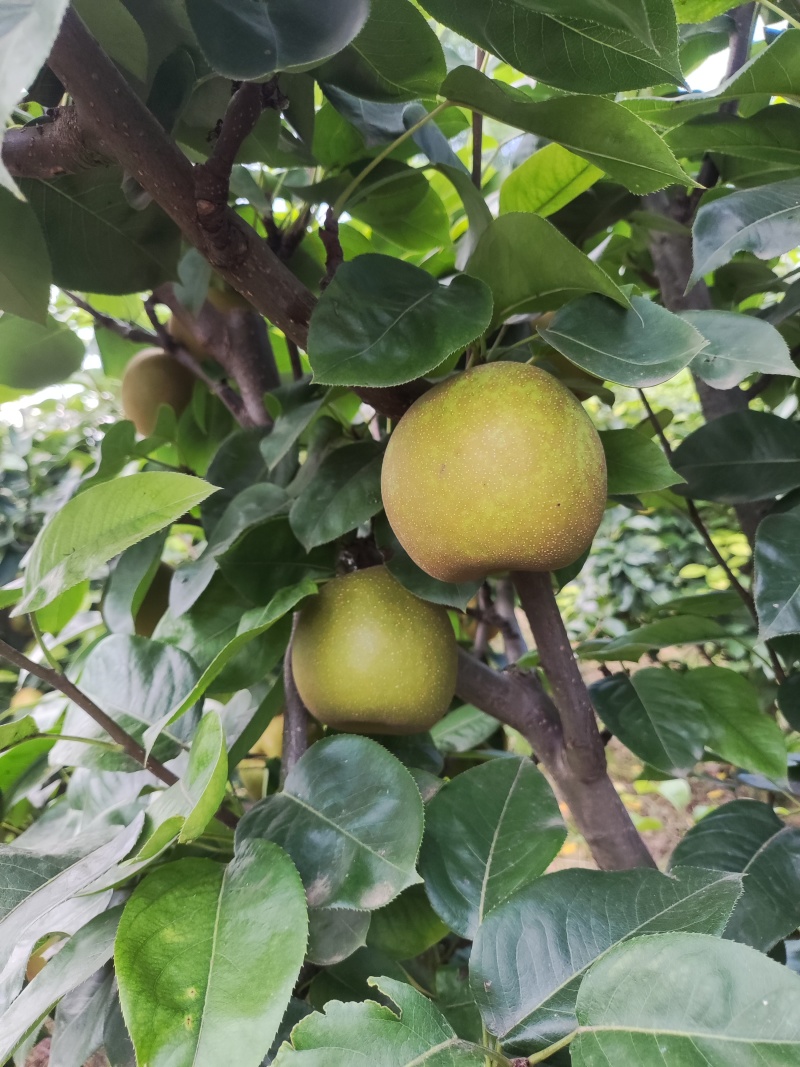 湖北翠冠梨