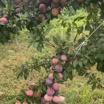 西梅澳洲皇后