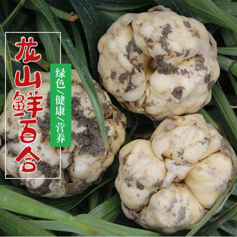 龙山新鲜百合卷丹百合