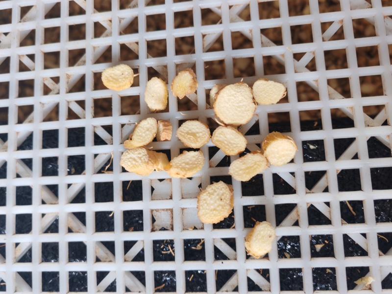 玉竹片选片特片统片圆片瓜子片都有