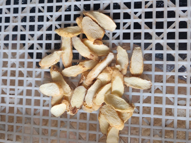 玉竹片选片特片统片圆片瓜子片都有
