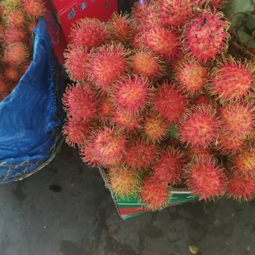 保亭红毛丹