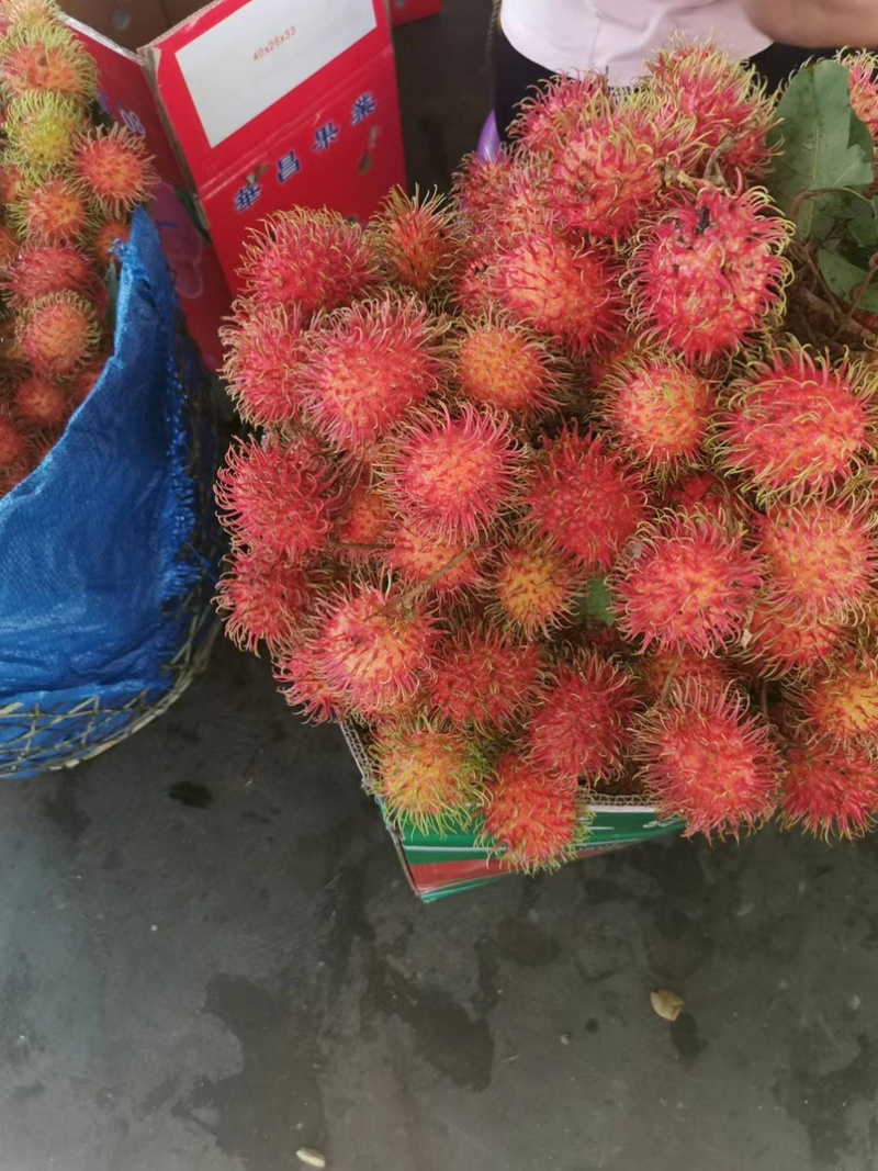 保亭红毛丹