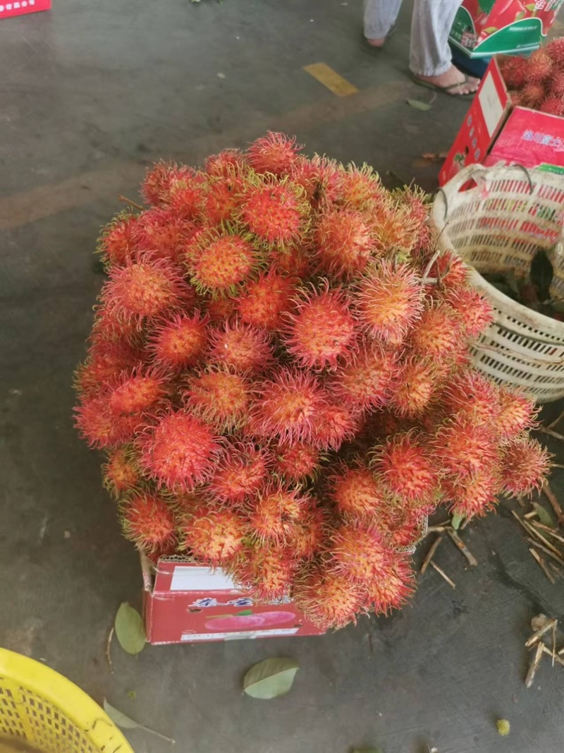 保亭红毛丹