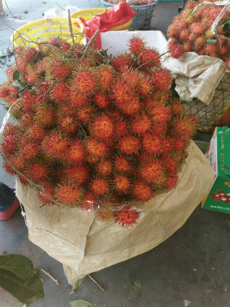 保亭红毛丹
