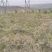 甘肃平凉有500亩山地塬地！出租壹捌玖玖叁叁零叁捌玖柒