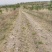 甘肃平凉有500亩山地塬地！出租壹捌玖玖叁叁零叁捌玖柒