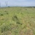 甘肃平凉有500亩山地塬地！出租壹捌玖玖叁叁零叁捌玖柒