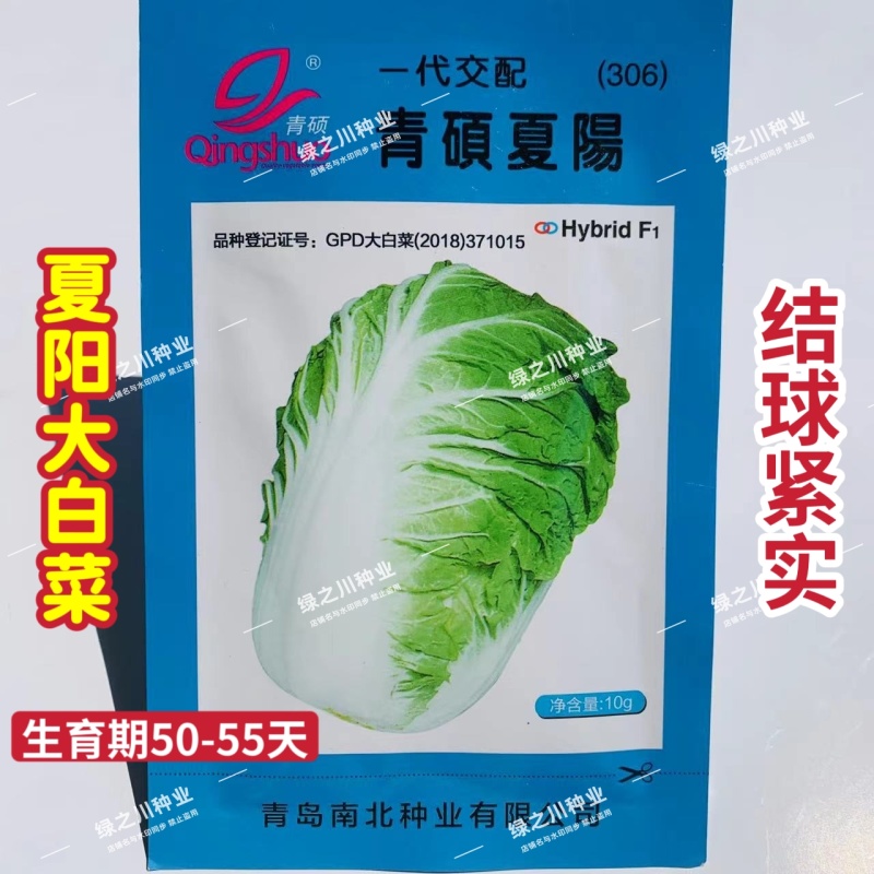 青硕夏阳大白菜种子早熟杂交耐热耐湿夏秋季白菜种籽