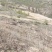 甘肃平凉有500亩山地塬地！出租壹捌玖玖叁叁零叁捌玖柒