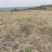 甘肃平凉有500亩山地塬地！出租壹捌玖玖叁叁零叁捌玖柒