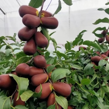 太谷壶瓶枣
