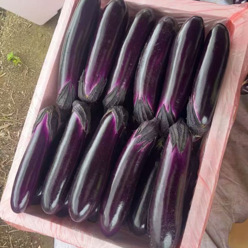 贵州紫长茄，烧烤茄，新鲜货源，当天采摘，接各大电商工超