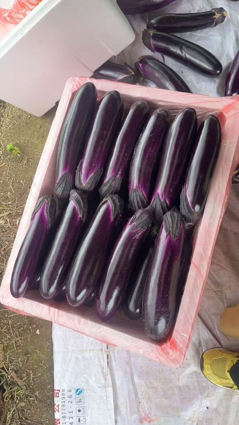 贵州紫长茄，烧烤茄，新鲜货源，当天采摘，接各大电商工超