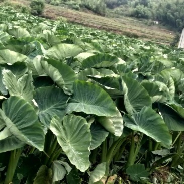 龙岩长汀芋头150亩