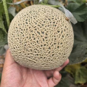 牛三