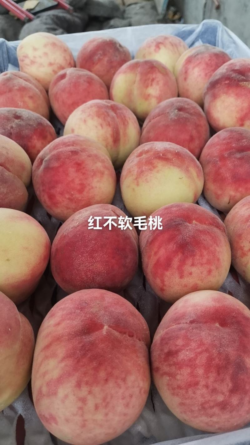 红不软毛桃大量有货，个大、口感甜，本人备有大型冷库，需要