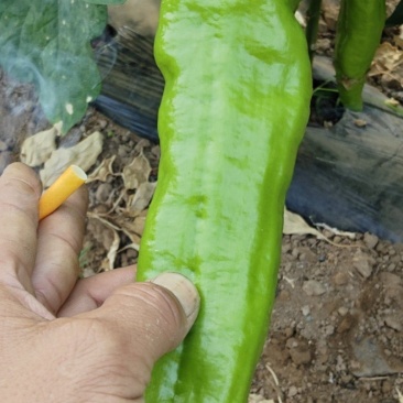 鲜辣椒