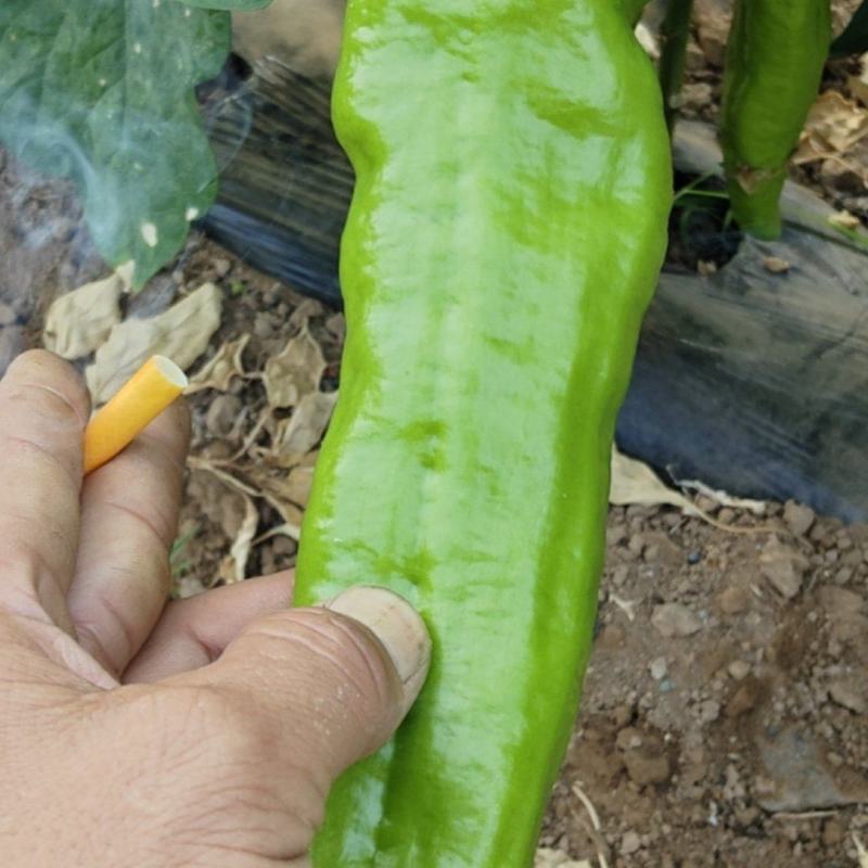 鲜辣椒