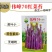 湖北原装正品伟峰70中熟红菜苔种子小叶紫红无蜡粉红菜苔