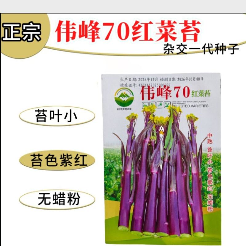 湖北原装正品伟峰70中熟红菜苔种子小叶紫红无蜡粉红菜苔