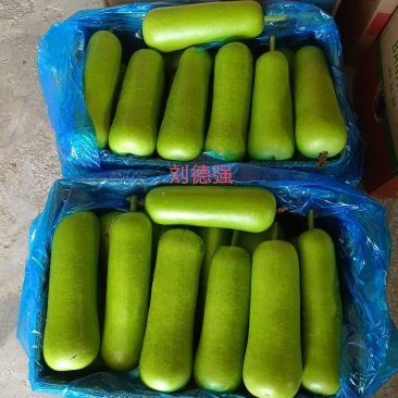 海门区（南通）基地瓠子（户子），瓠瓜，夜开花大量上市