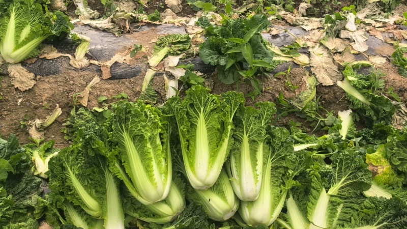 毛白菜
