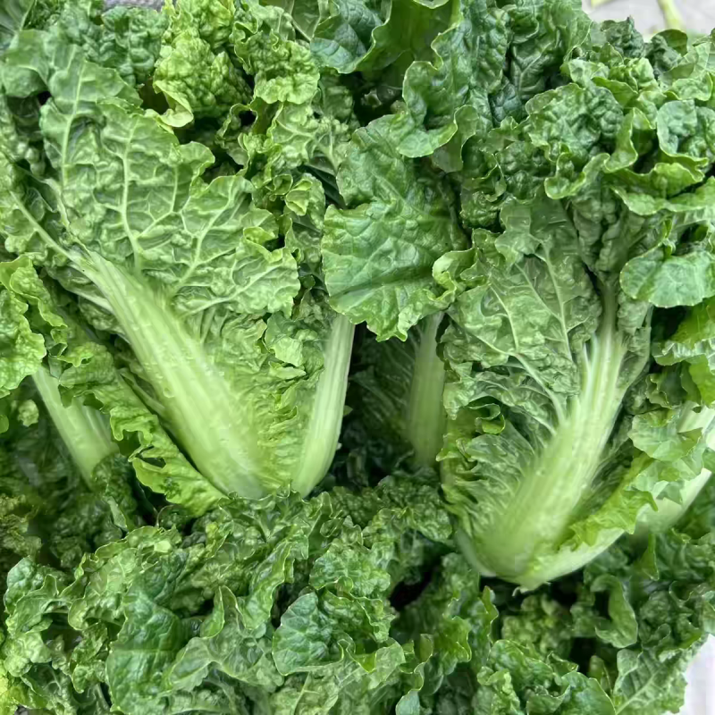 毛白菜