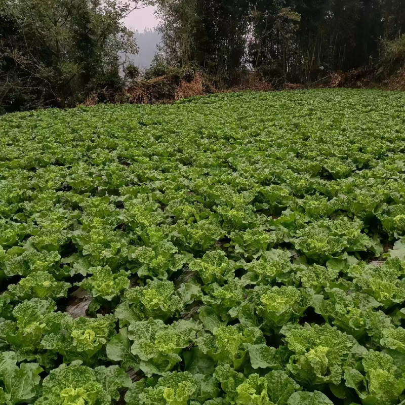 毛白菜