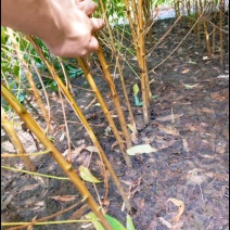 毛桃苗实生桃苗嫁接用砧木苗占地用苗