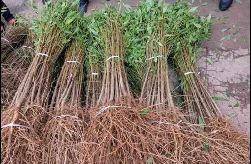 毛桃苗实生桃苗嫁接用砧木苗占地用苗