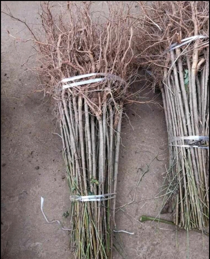 毛桃苗实生桃苗嫁接用砧木苗占地用苗