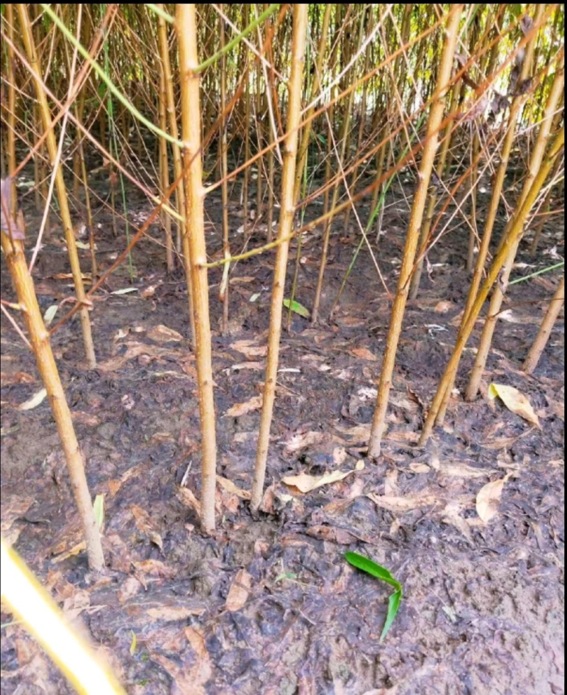 毛桃苗实生桃苗嫁接用砧木苗占地用苗