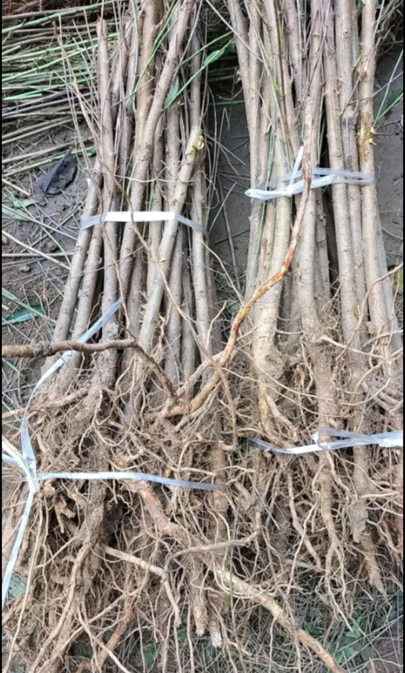 毛桃苗实生桃苗嫁接用砧木苗占地用苗