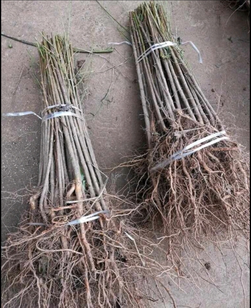 毛桃苗实生桃苗嫁接用砧木苗占地用苗