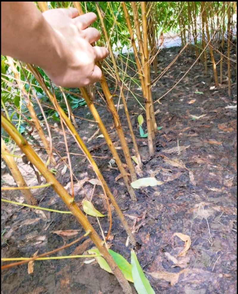 毛桃苗实生桃苗嫁接用砧木苗占地用苗