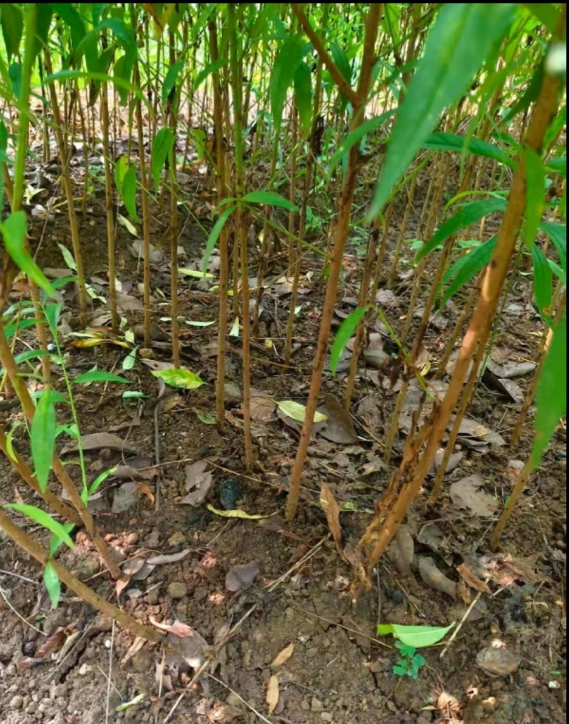毛桃苗实生桃苗嫁接用砧木苗占地用苗