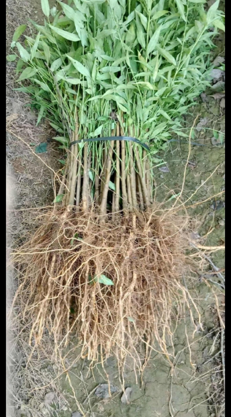 毛桃苗实生桃苗嫁接用砧木苗占地用苗