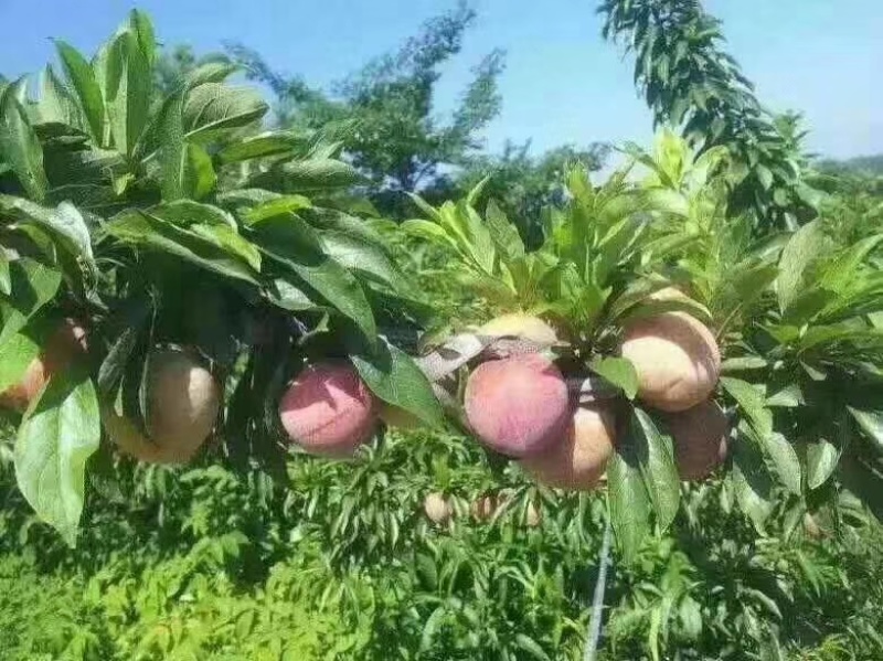 桃形李