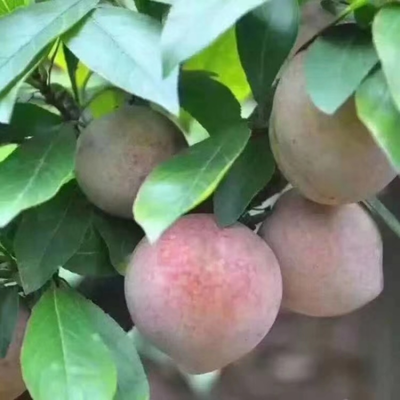 桃形李