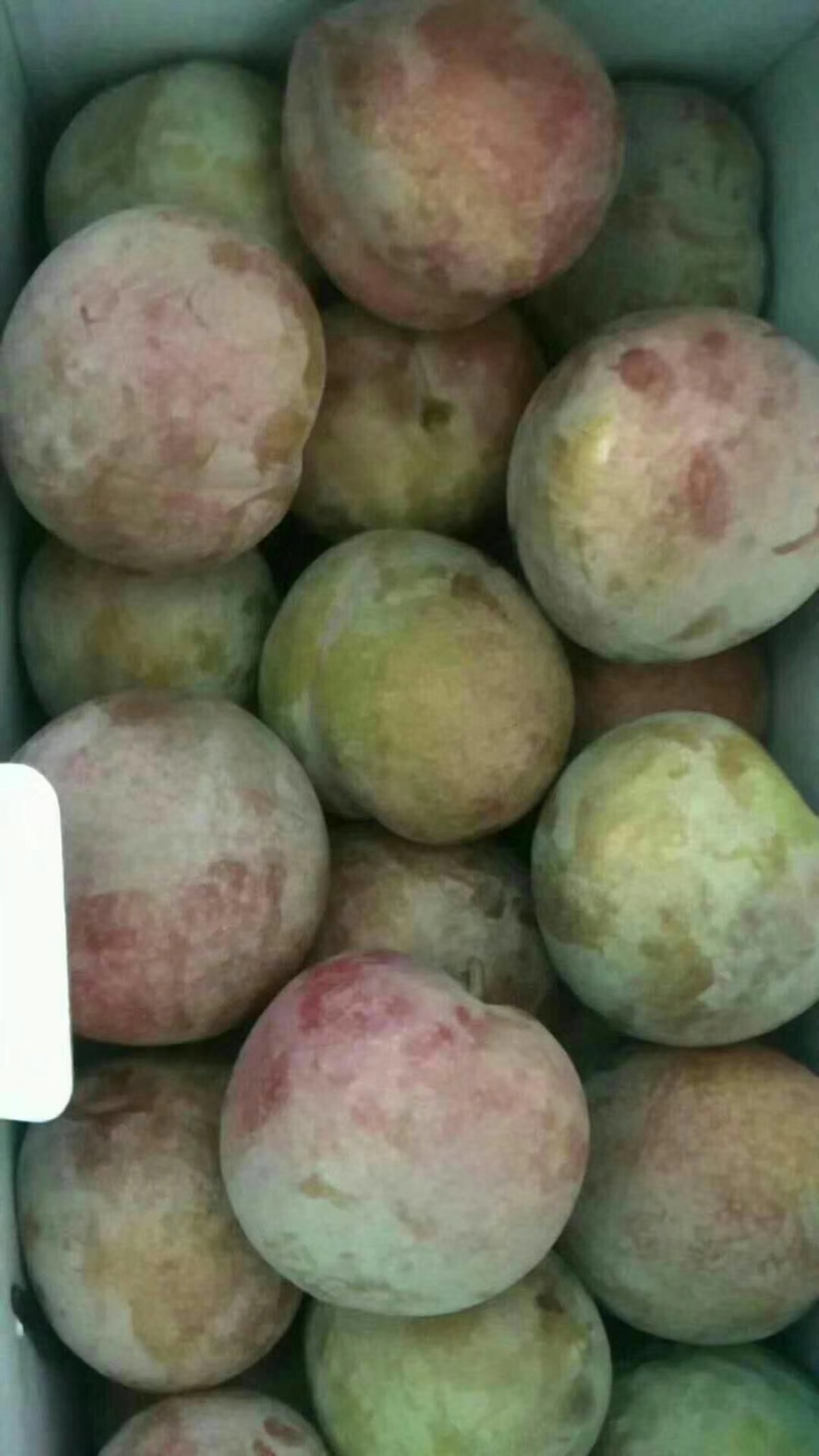 桃形李