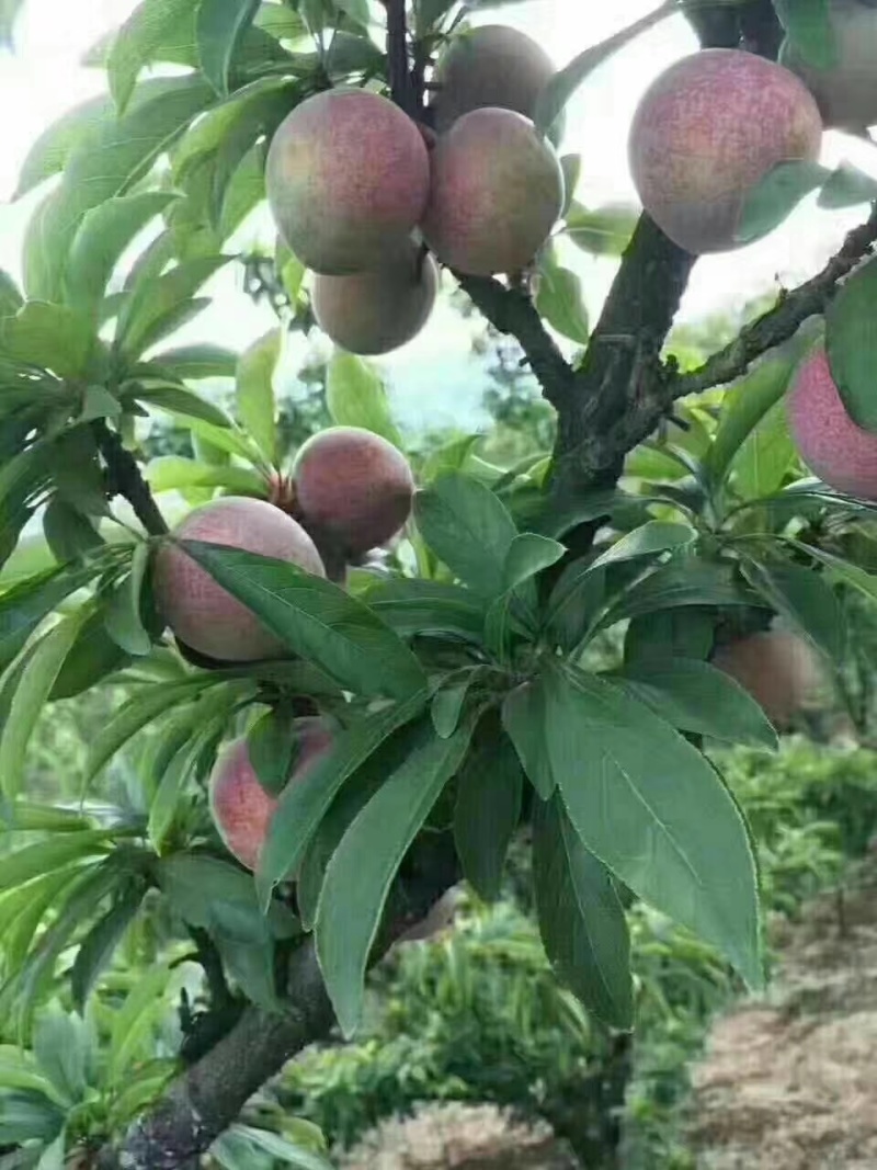 桃形李