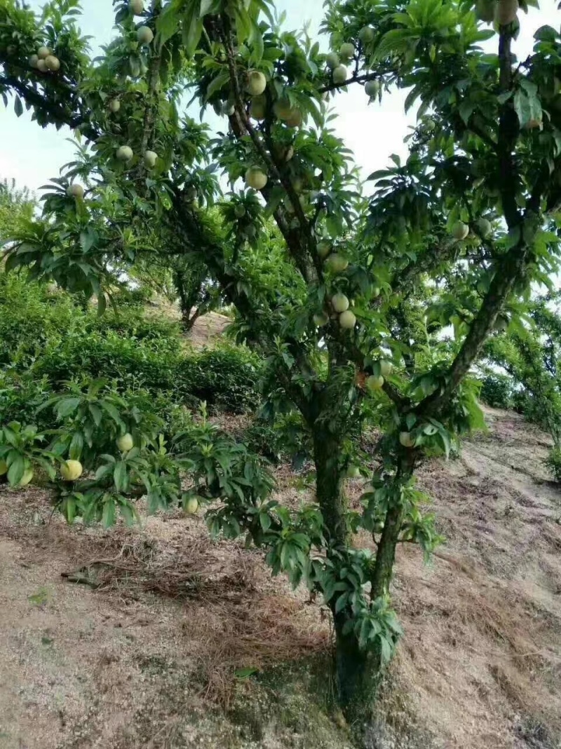 桃形李