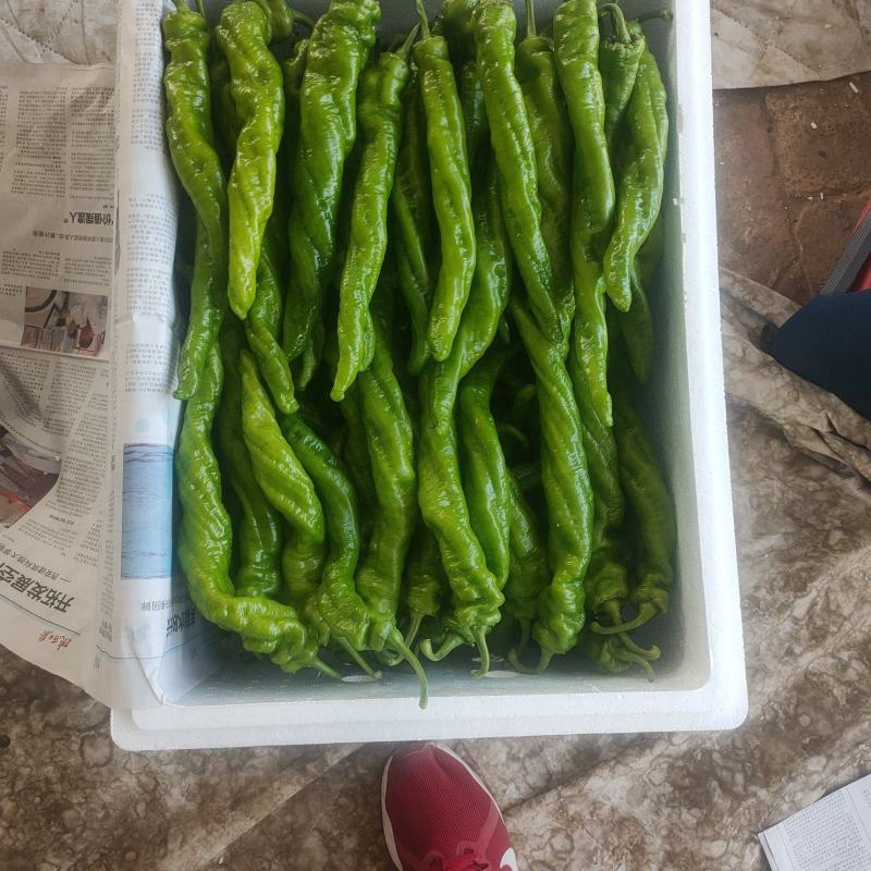 螺丝椒陇椒支持装框装箱各种分拣打冷万亩大棚基地直发