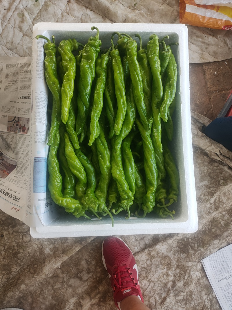 螺丝椒陇椒支持装框装箱各种分拣打冷万亩大棚基地直发