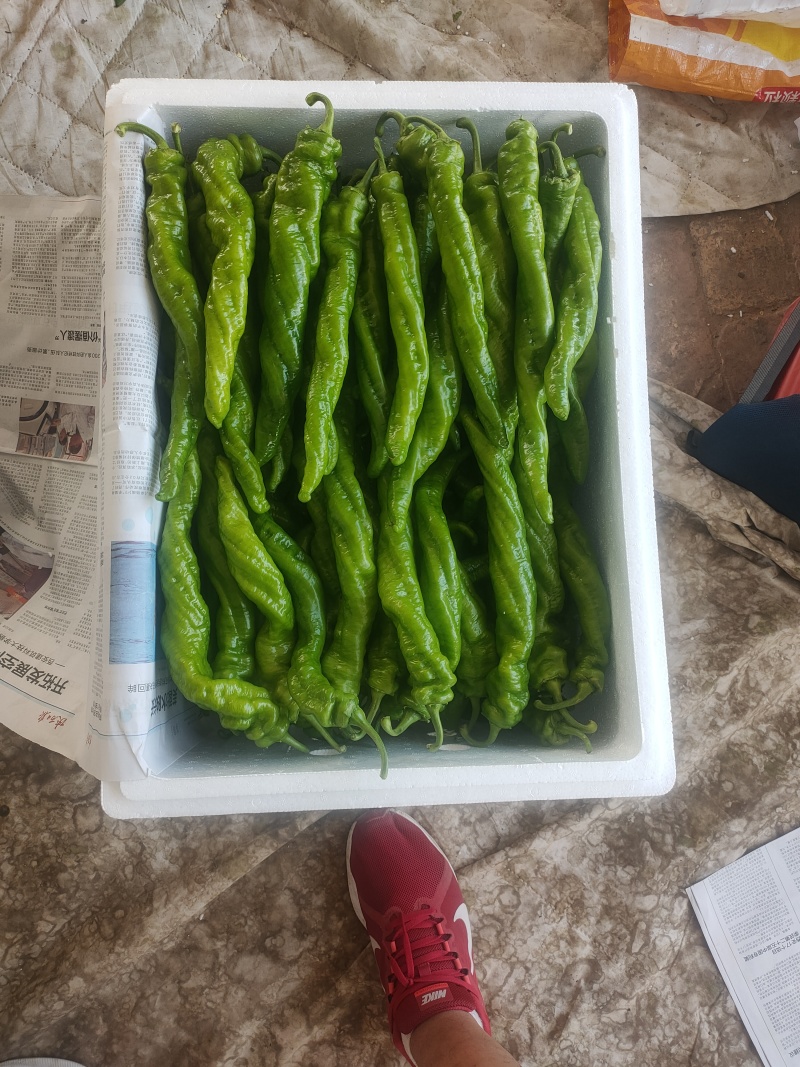 螺丝椒陇椒支持装框装箱各种分拣打冷万亩大棚基地直发