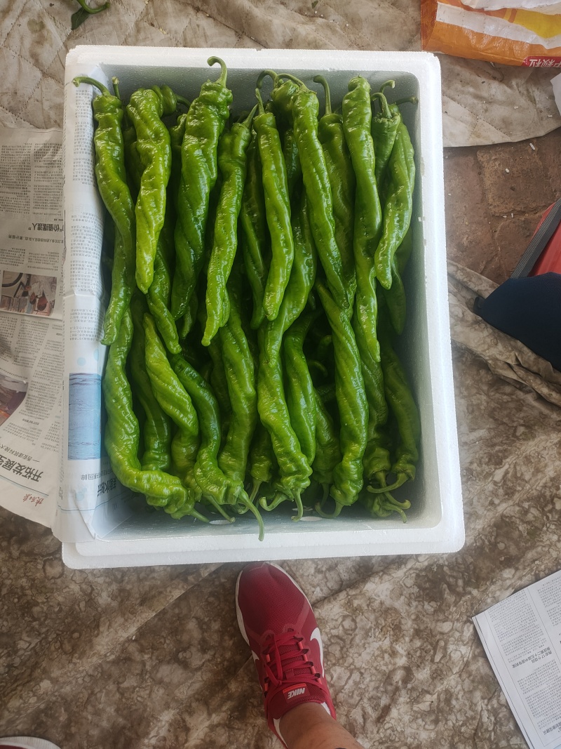 螺丝椒陇椒支持装框装箱各种分拣打冷万亩大棚基地直发