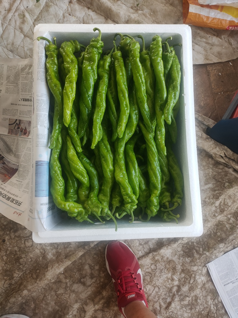 螺丝椒陇椒支持装框装箱各种分拣打冷万亩大棚基地直发
