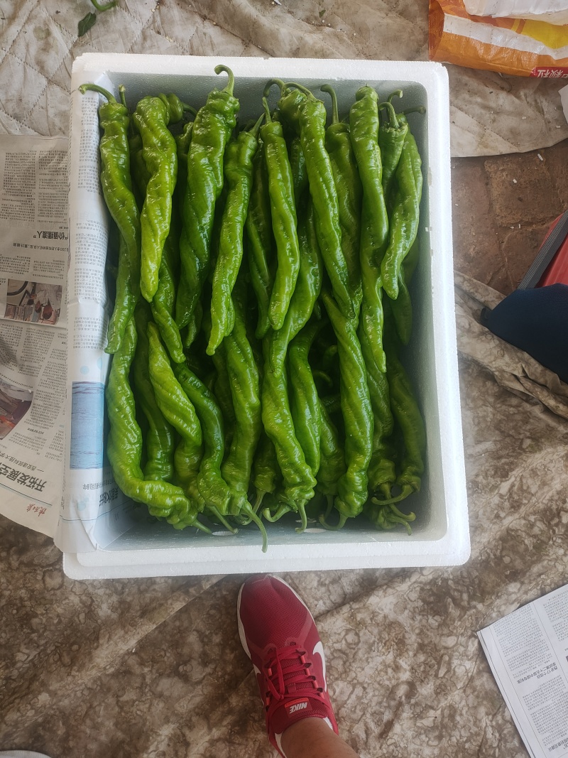 螺丝椒陇椒支持装框装箱各种分拣打冷万亩大棚基地直发